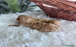 Caniche Toy perros en venta: CANICHE TOY - Imagen 10