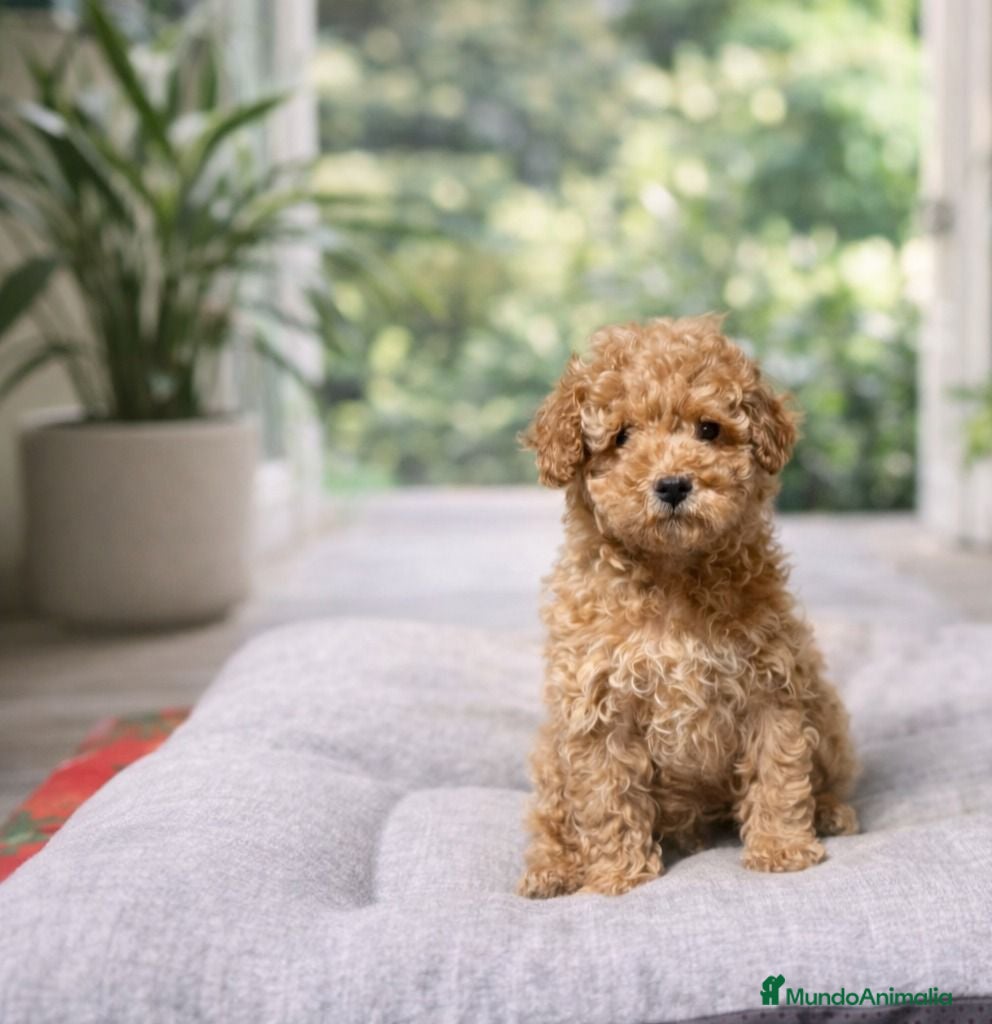 Caniche Toy perros Caniche toy - Anuncio 1