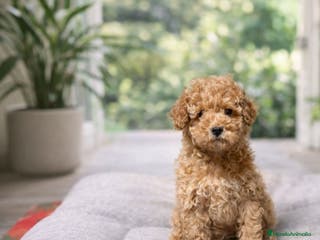 Caniche Toy perros Caniche toy - Anuncio 3