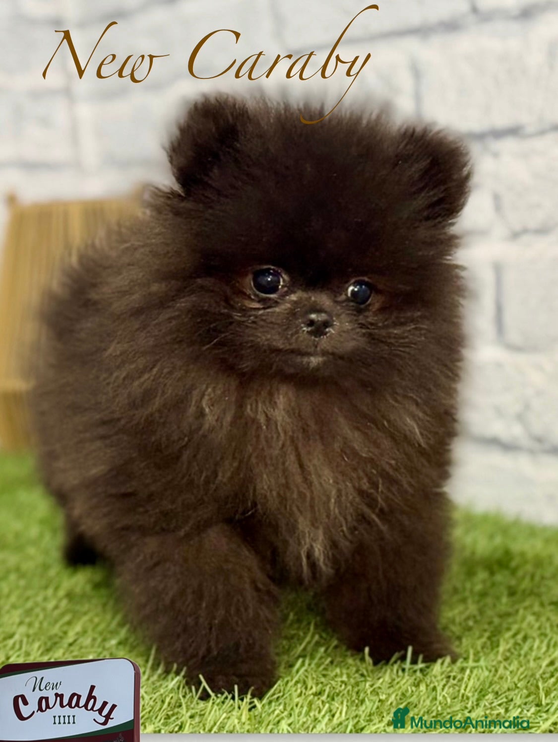 Pomerania perros Pomerania Caraby Benidorm  - Anuncio 1