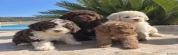 Perro de Agua Español perros en venta: PERRO DE AGUA ESPAÑOL DISPONIBLES! 🤎🐶 - Anuncio 1