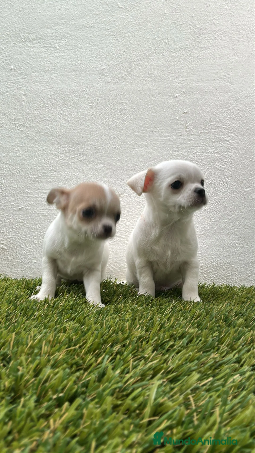 Chihuahua perros en venta: Chihuahua mini - Anuncio 3