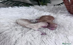 Maltipoo perros en venta: MALTIPOO MACHO - Imagen 3