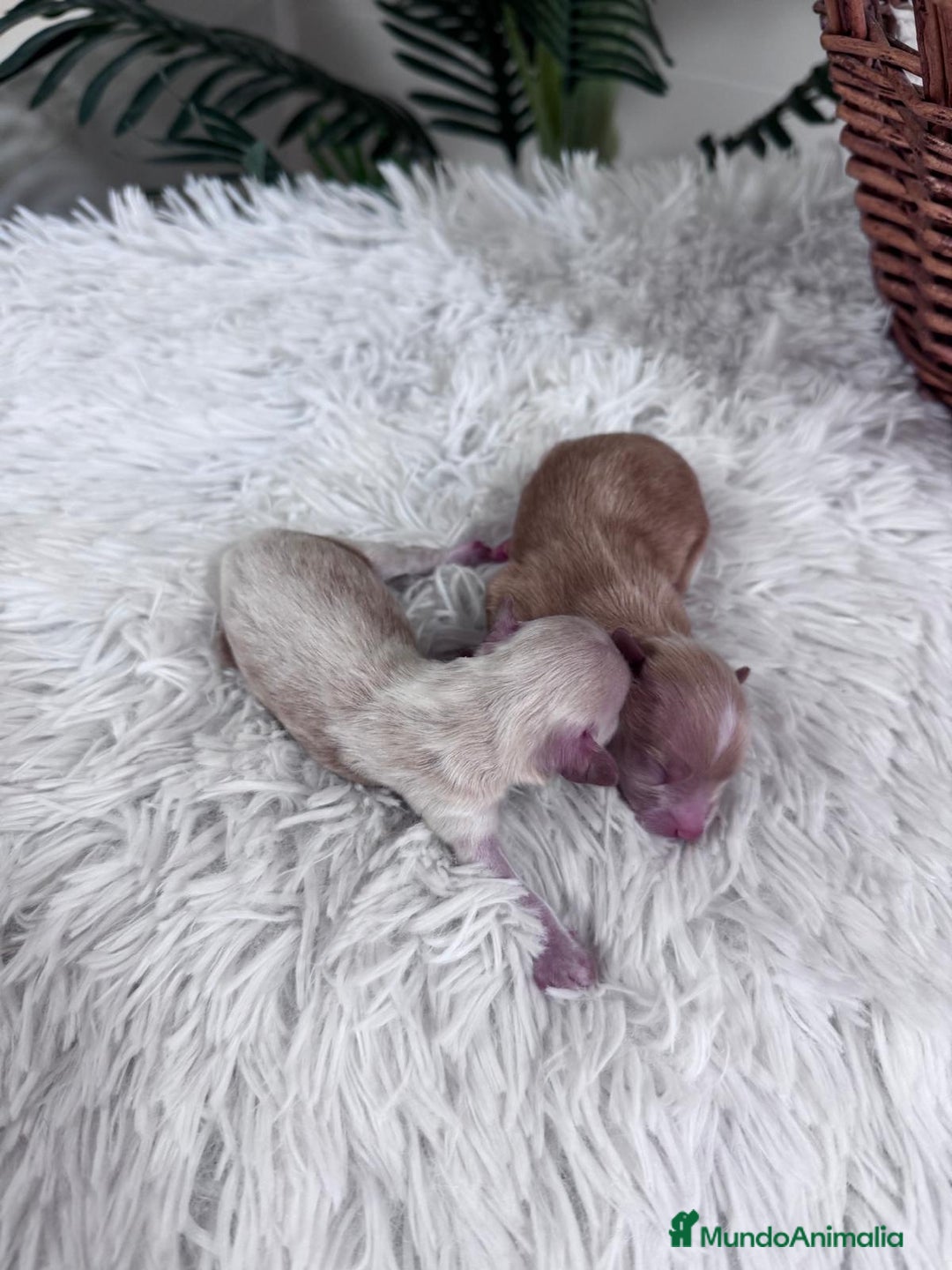 Maltipoo perros en venta: MALTIPOO MACHO - Imagen 3
