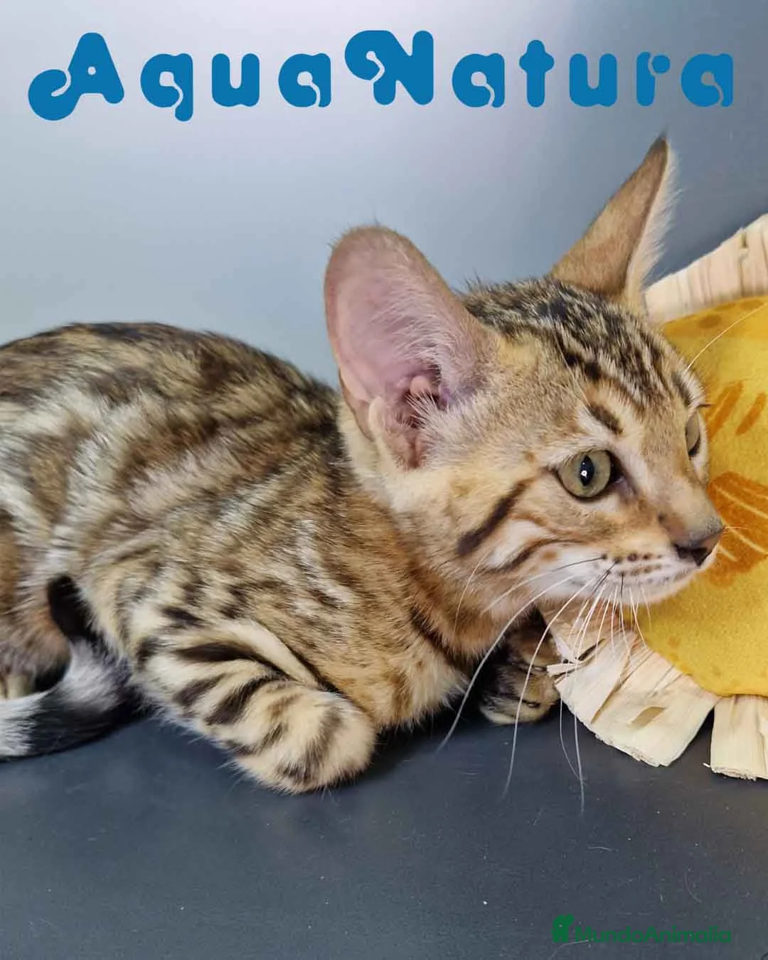 Bengalí gatos en venta: Bengali Hembra 4606 AQUANATURA - Anuncio 6