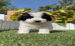 Perro de Agua Español perros en venta: PERRO DE AGUA ESPAÑOL MACHO - Imagen 10