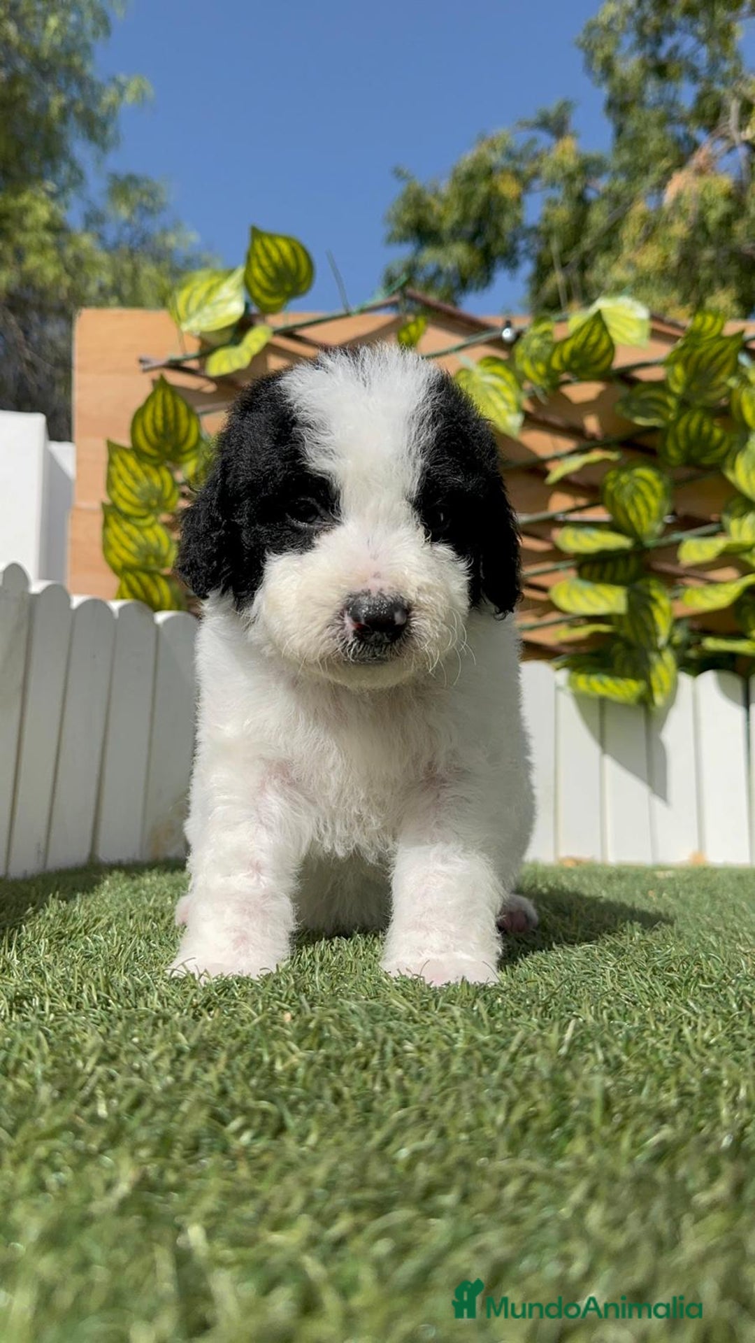 Perro de Agua Español perros en venta: PERRO DE AGUA ESPAÑOL MACHO - Imagen 10