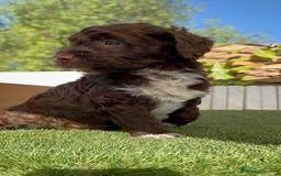 Perro de Agua Español perros en venta: PERRO DE AGUA ESPAÑOL MACHO - Imagen 9