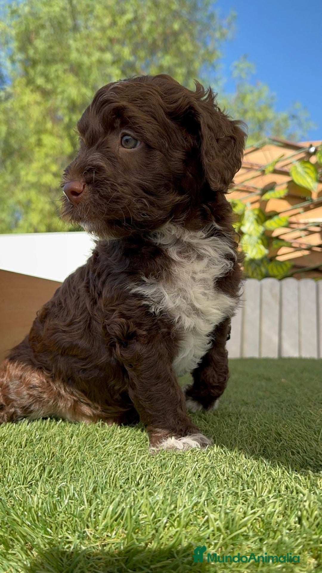 Perro de Agua Español perros en venta: PERRO DE AGUA ESPAÑOL MACHO - Imagen 9
