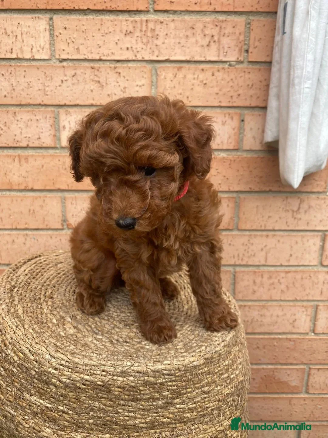 Caniche Toy perros en venta: Caniche toy - Anuncio 2