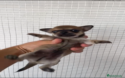 Chihuahua perros en venta: CHIHUAHUAS MINIS GRAN CALIDAD  - Imagen 1