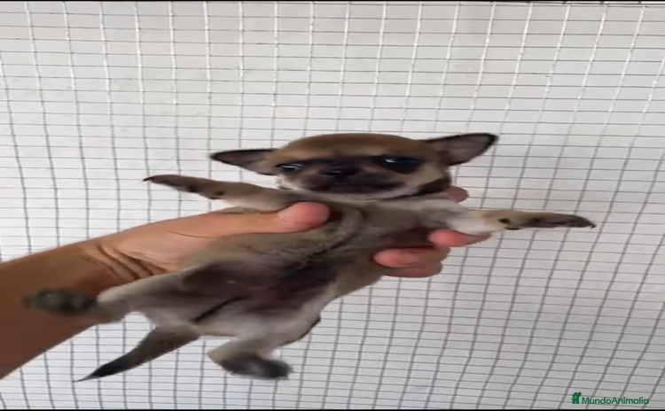 Chihuahua perros - Propaganda 3