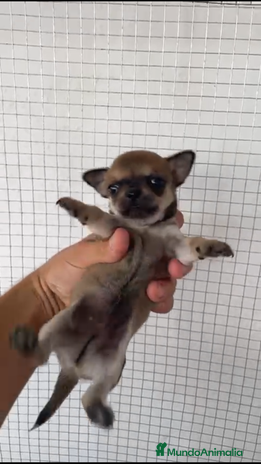 Chihuahua perros CHIHUAHUAS MINIS GRAN CALIDAD - Anuncio 2
