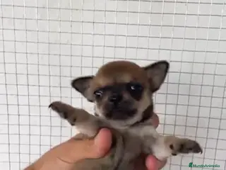 Chihuahua perros CHIHUAHUAS MINIS GRAN CALIDAD - Anuncio 3