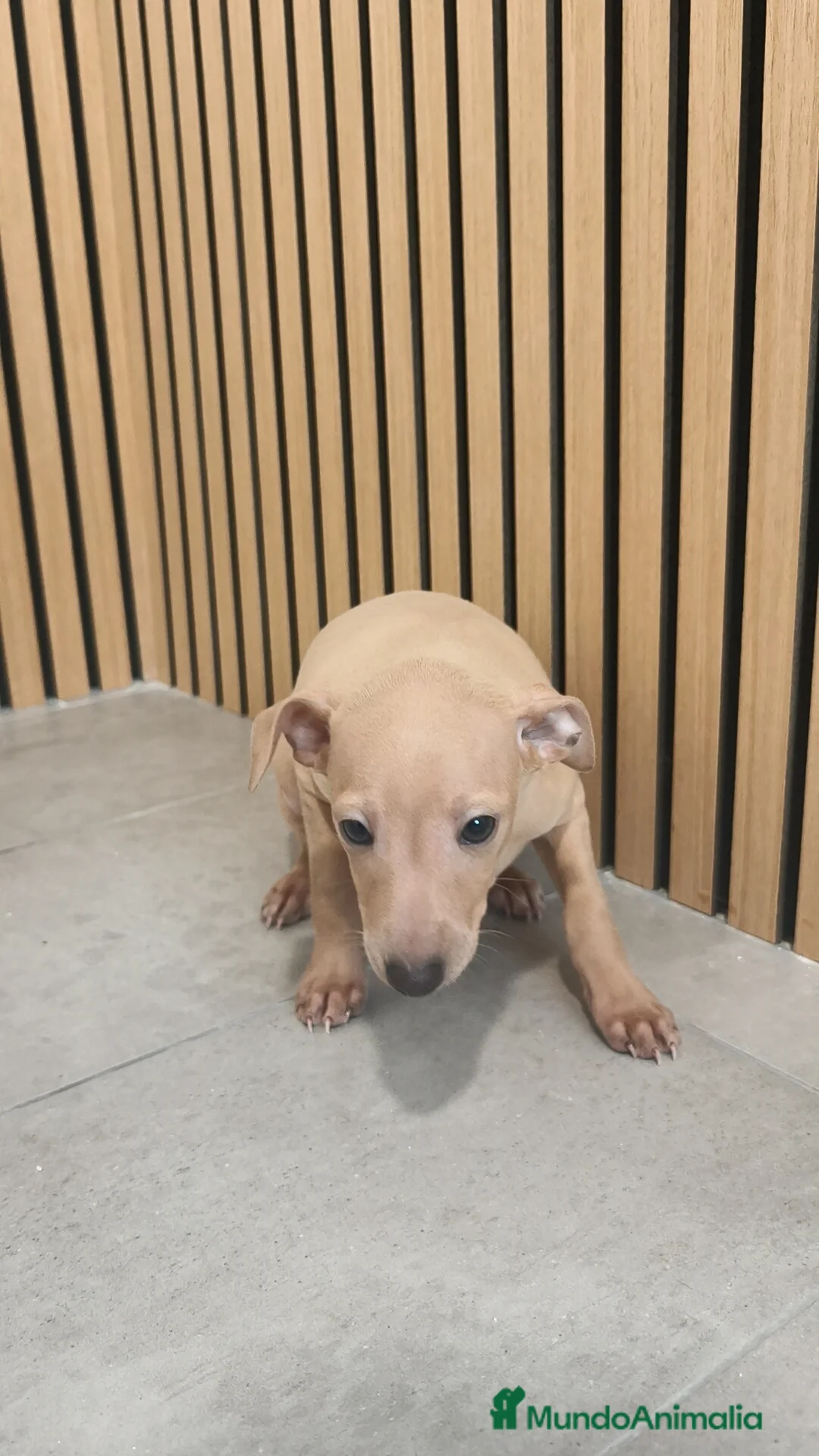 Pequeño Lebrel Italiano perros en venta: Piccolo Galgo Italiano Lebrel - Anuncio 19