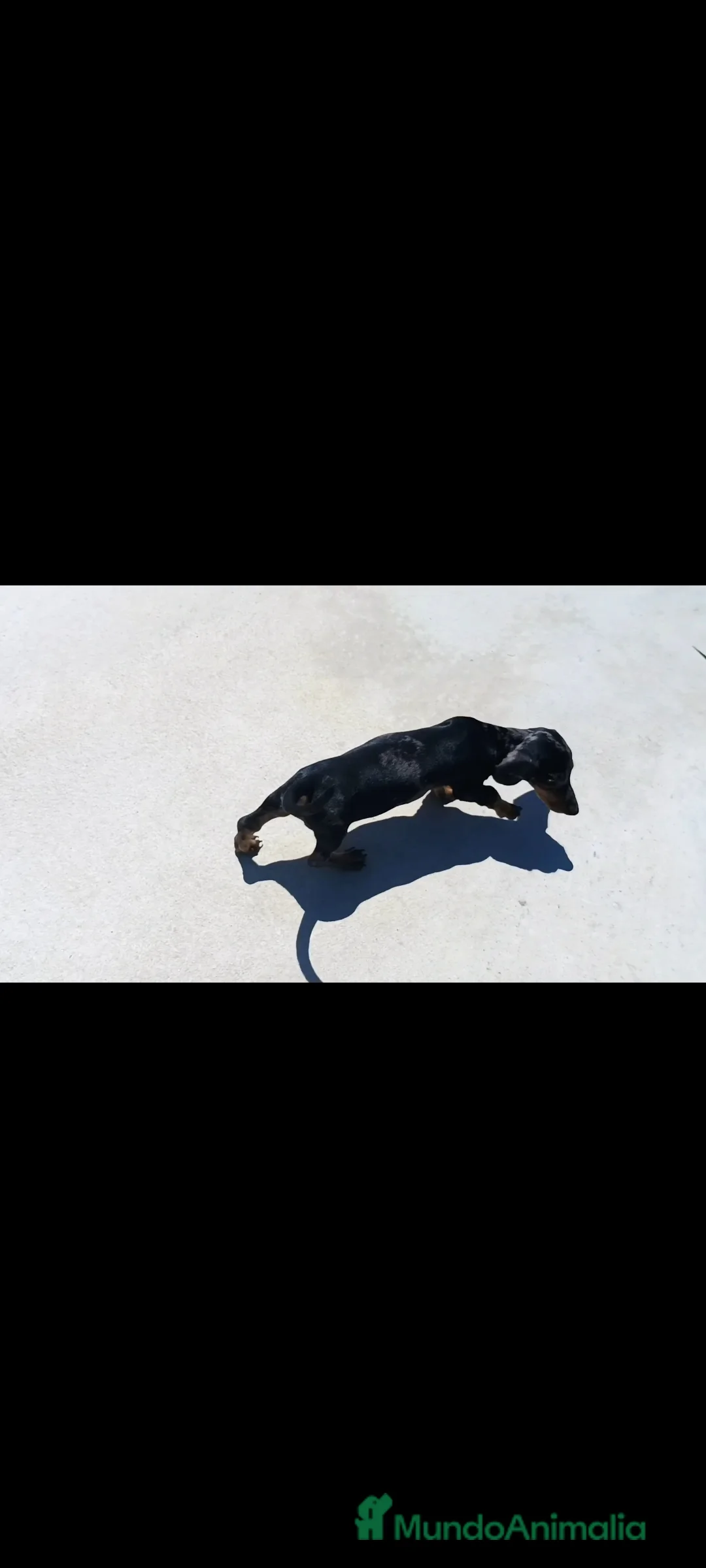 Teckel Miniatura perros en venta: Teckel miniatura - Anuncio 5