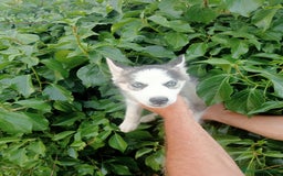 Husky Siberiano perros en venta: Hembra de husky - Imagen 2