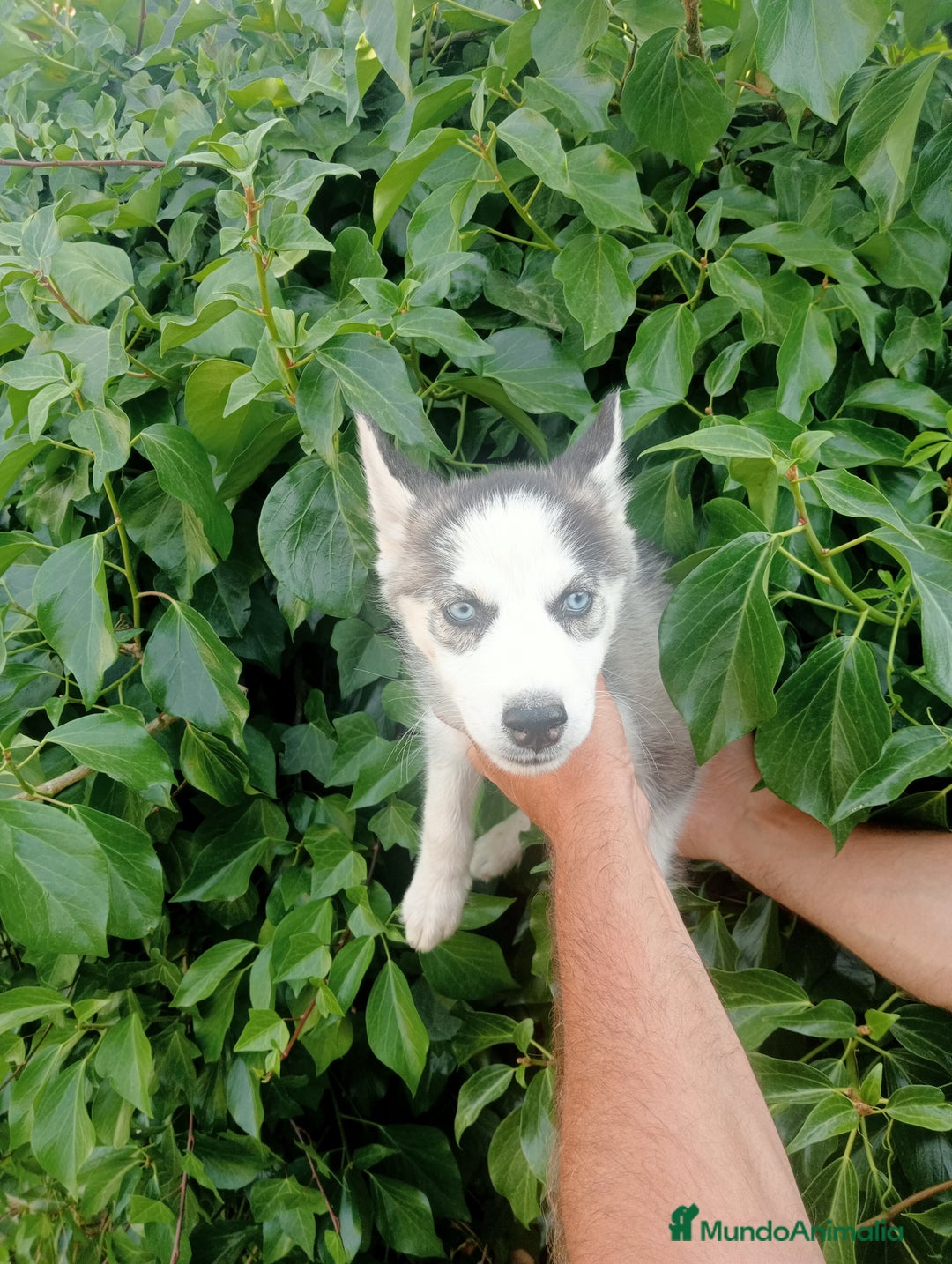 Husky Siberiano perros en venta: Hembra de husky - Imagen 2