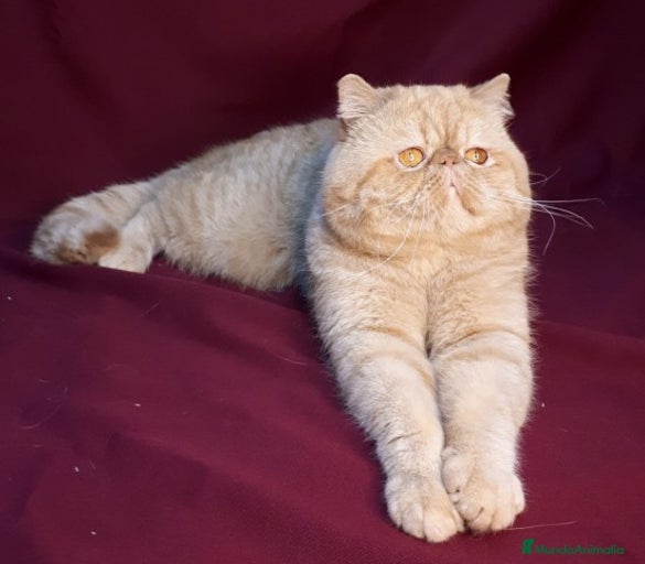 Imagen de galería {{count}}