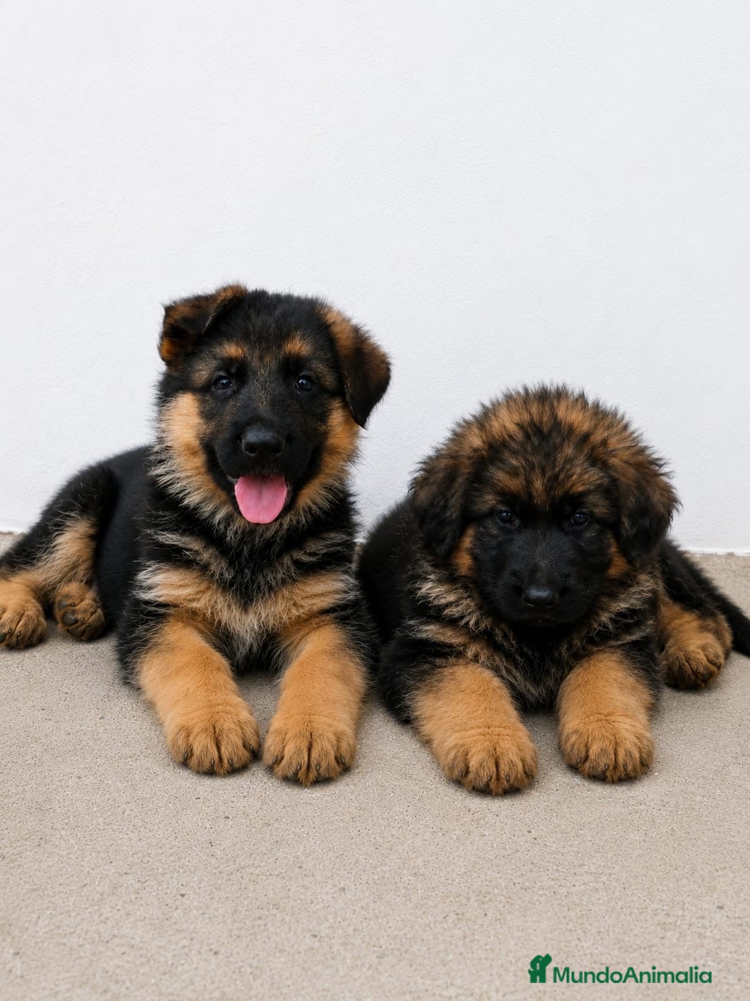 Pastor Alemán perros CACHORROS DE PASTOR ALEMAN - Anuncio 1