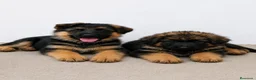 Pastor Alemán perros en venta: CACHORROS DE PASTOR ALEMAN - Anuncio 1