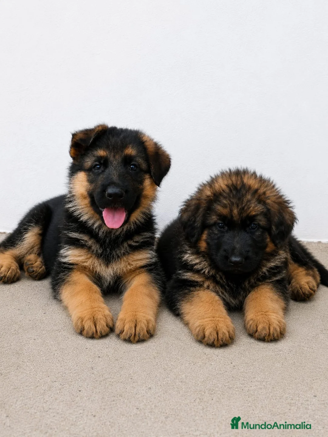 Pastor Alemán perros en venta: CACHORROS DE PASTOR ALEMAN - Anuncio 1