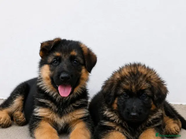 Pastor Alemán perros en venta: CACHORROS DE PASTOR ALEMAN - Anuncio 1