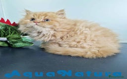 Persa gatos en venta: Persa Macho Virgi 7734 AQUANATURA - Imagen 5