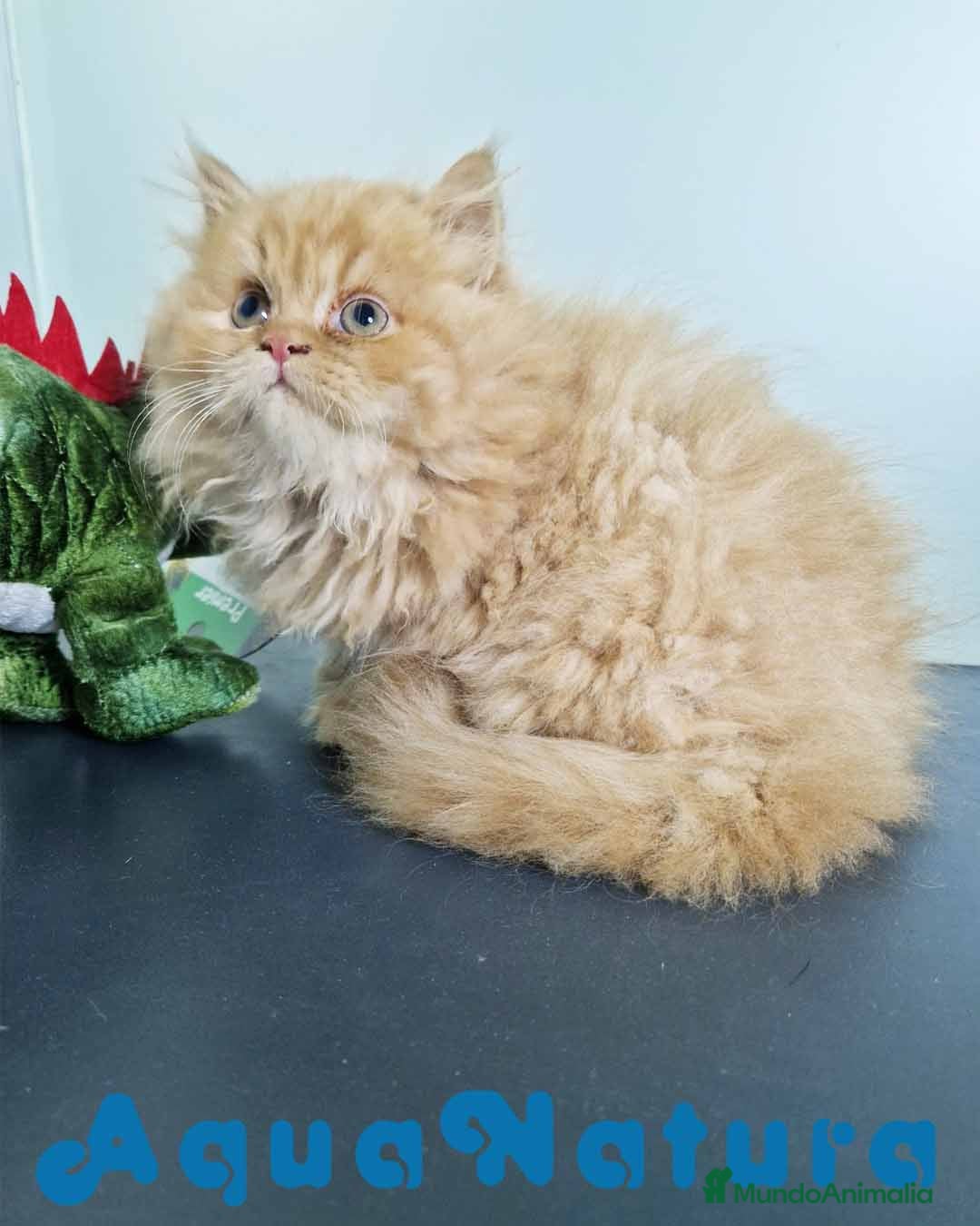 Persa gatos en venta: Persa Macho Virgi 7734 AQUANATURA - Imagen 5
