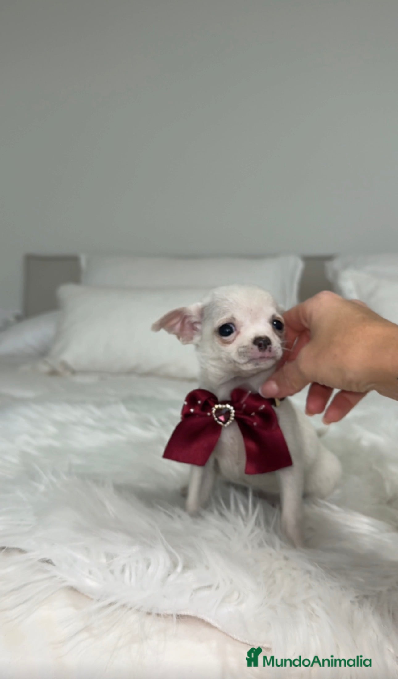 Chihuahua perros Chihuahua hembra - Anuncio 3