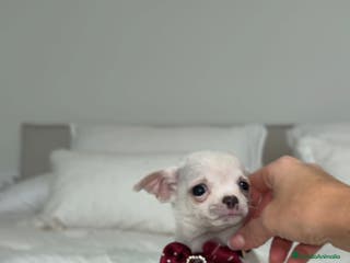 Chihuahua perros Chihuahua hembra - Anuncio 19