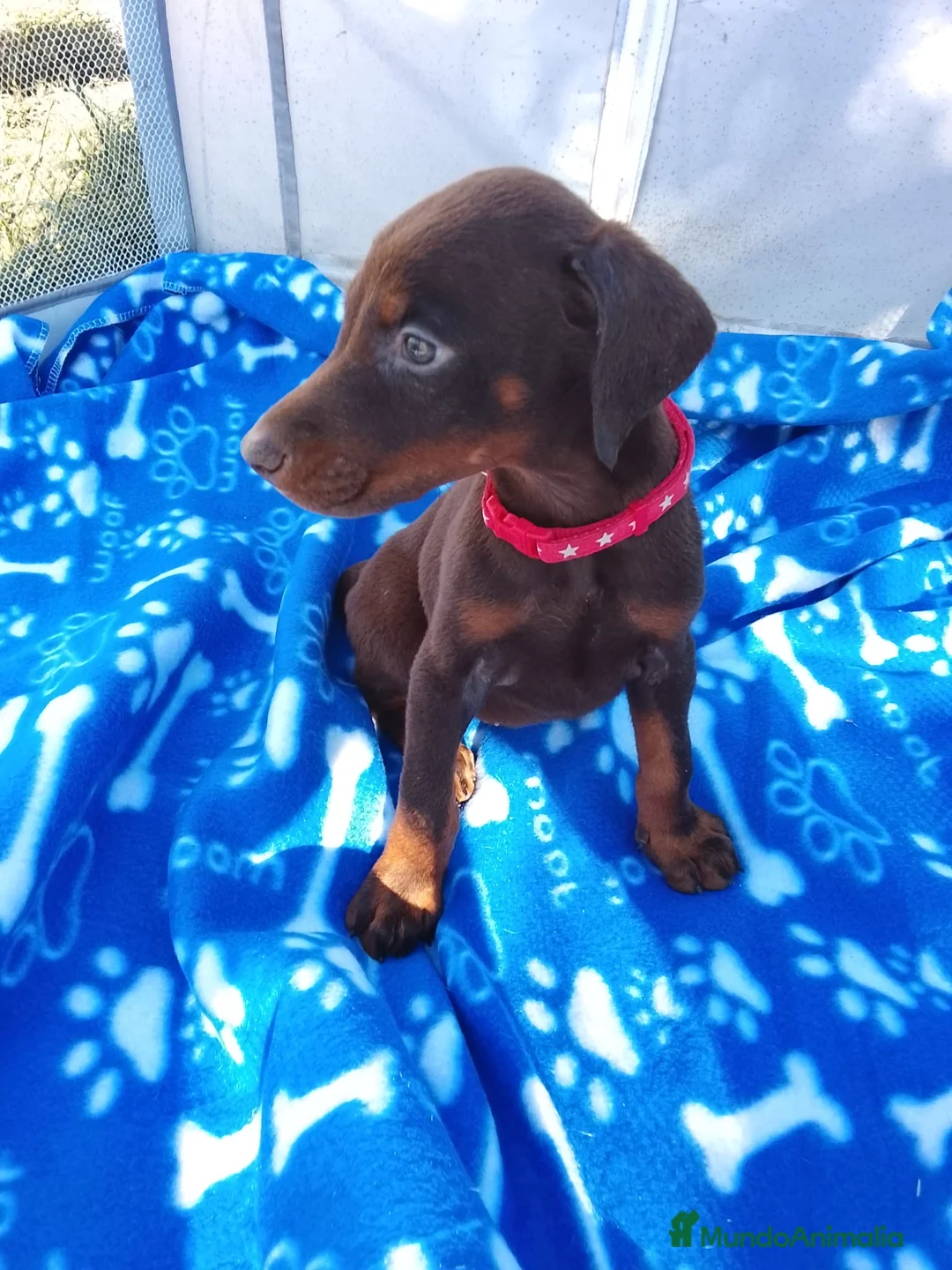 Dobermann perros en venta: Preciosos Doberman chocolate disponibles🔥🐾 en Cáceres - Anuncio 4