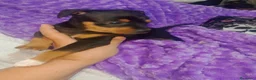 Raza Mixta perros en venta: Cruce de bodequero con chihuahua  - Anuncio 5