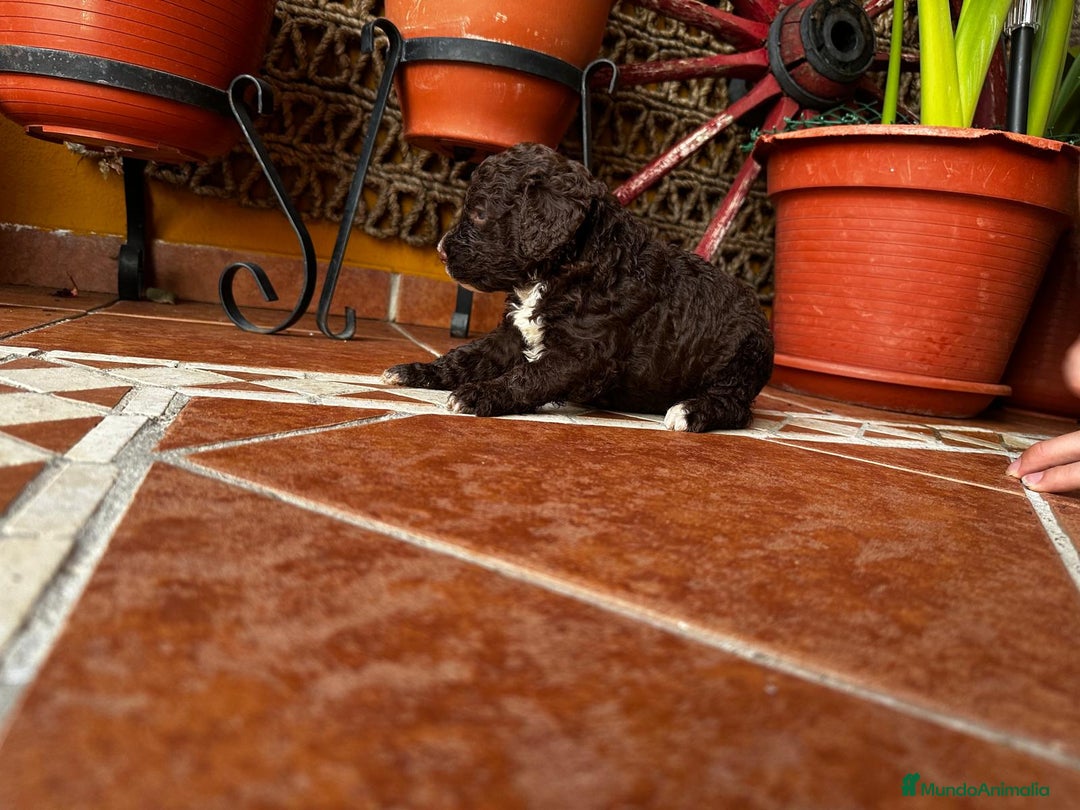 Perro de Agua Español perros en venta: Cachorros perro de agua Español en Granada  - Imagen 2