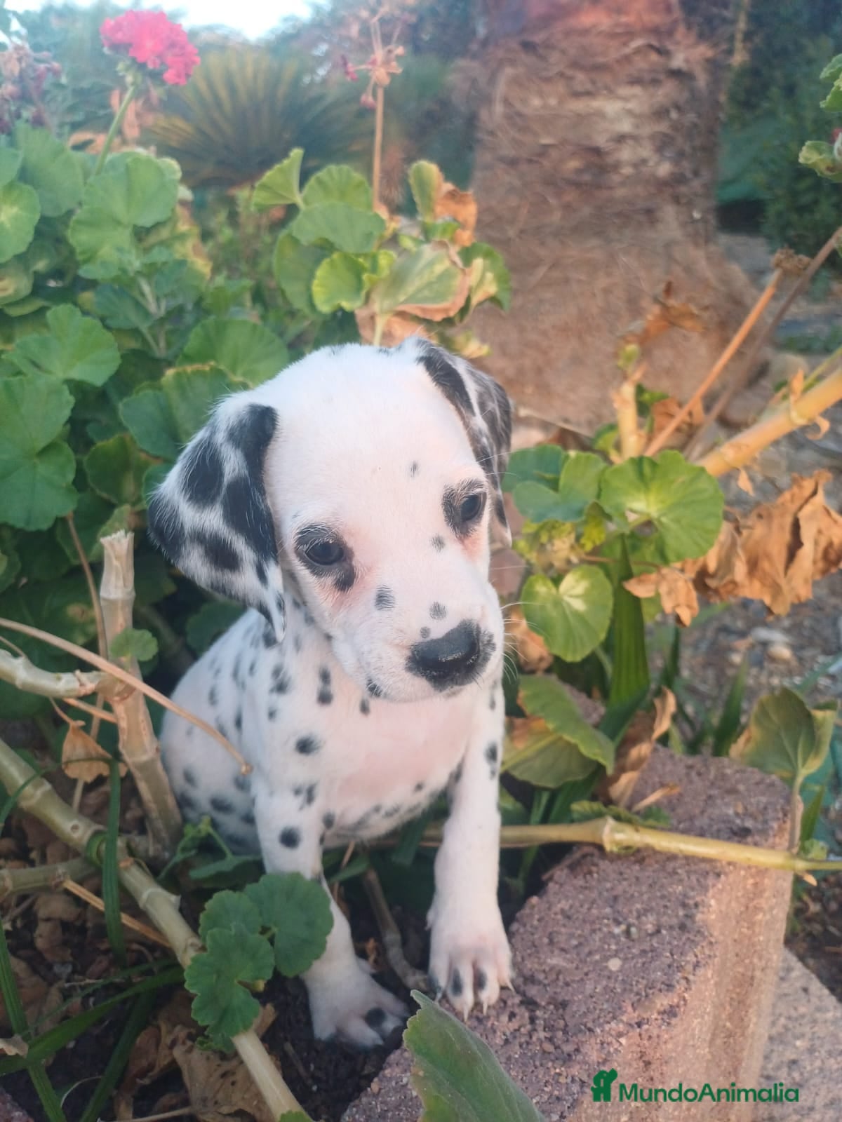 Dálmata perros Dalmata hembra y macho  - Anuncio 6