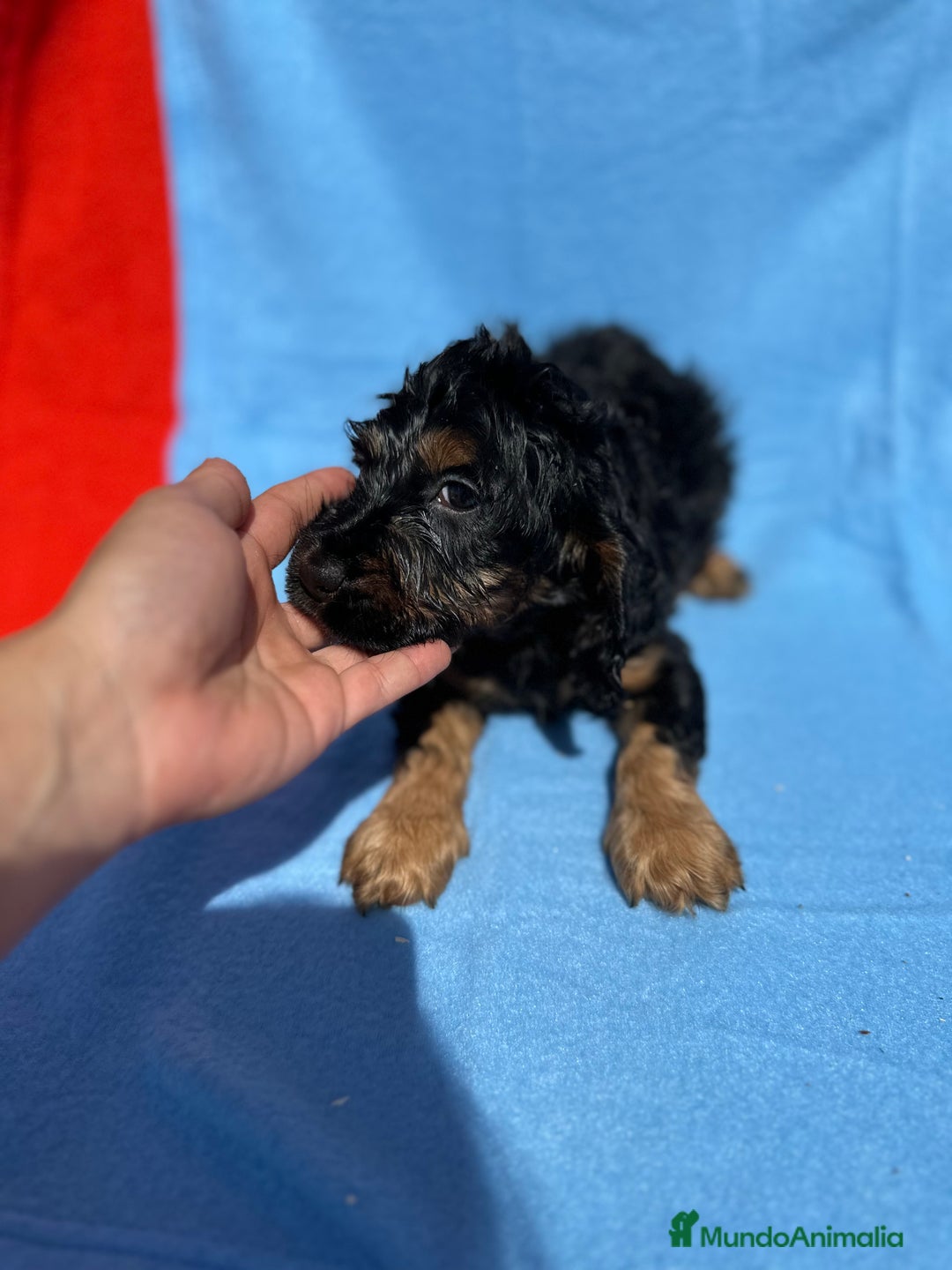 Cocker Spaniel Inglés perros en venta: COCKER SPANIEL DISPONIBLES - Imagen 5