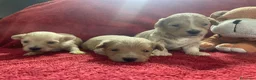 Maltipoo perros en venta: Preciosos cachorros de maltipoo mini - Anuncio 2