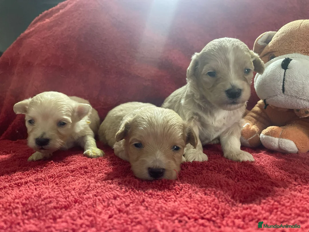 Maltipoo perros en venta: Preciosos cachorros de maltipoo mini - Anuncio 2