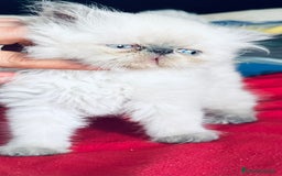 Persa gatos en venta: Gatitos persas chatos - Imagen 4