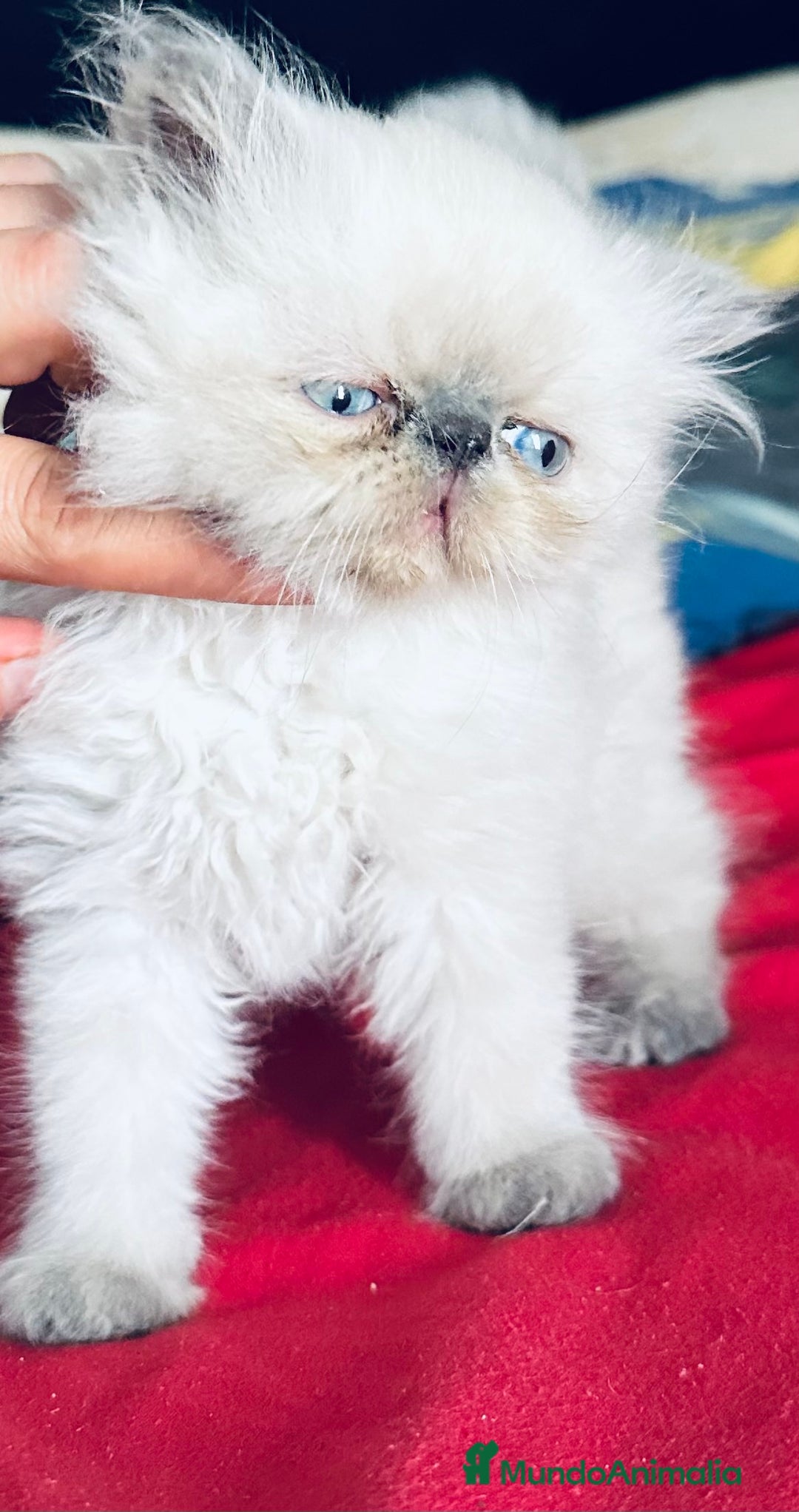 Persa gatos en venta: Gatitos persas chatos - Imagen 4