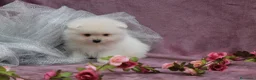 Pomerania perros en venta: POMERANIA  LINEA TOY   MUY CHATO - Anuncio 22