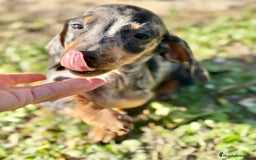 Teckel Miniatura perros en venta: TECKEL MINIATURA ARLEQUIN - Anuncio 5