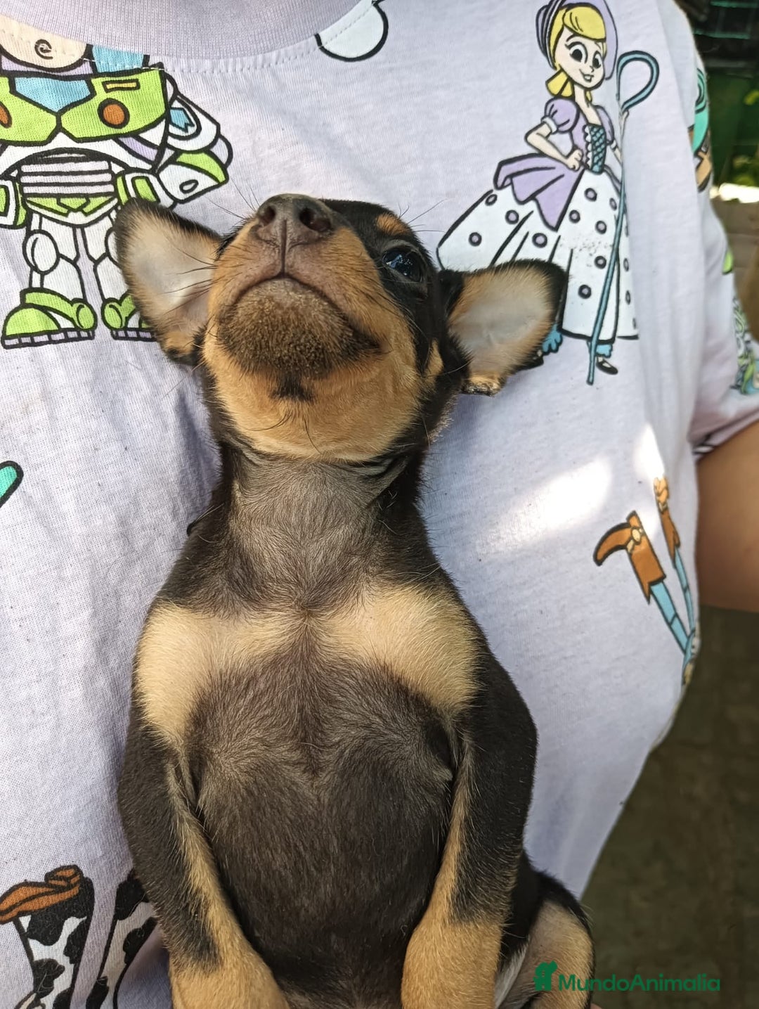 Pinscher Miniatura perros en venta: CACHORROS DE PINCHER MINIATURA  - Imagen 2