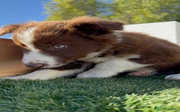 Border Collie perros en venta: BORDER COLLIE MACHO - Anuncio 9