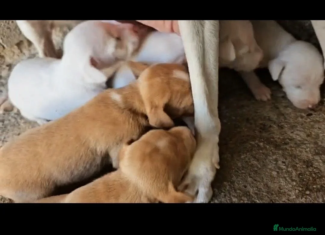 Podenco Andaluz perros en venta: Podenco andaluz - Anuncio 1