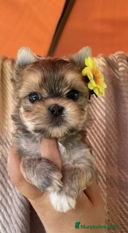 Biewer Yorkshire Terrier a la Pom Pon perros Cachorros Yorkshire color exóticos miniatura - Anuncio 1