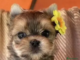 Biewer Yorkshire Terrier a la Pom Pon perros Cachorros Yorkshire color exóticos miniatura - Anuncio 28