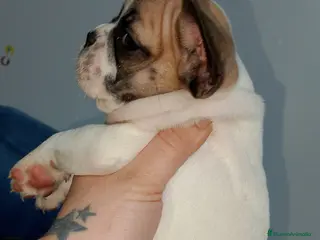 Bulldog Francés perros Bulldog francés - Anuncio 9