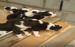 Border Collie perros en venta: Border collie nueva camada - Imagen 4