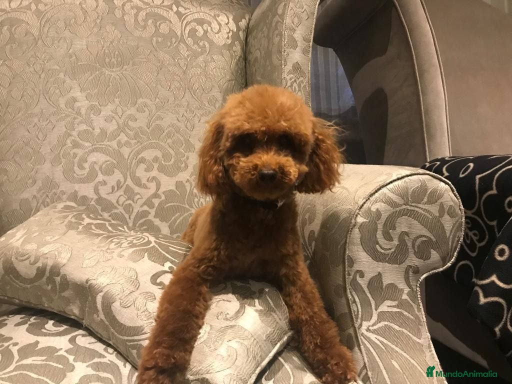 Caniche Toy perros caniche toy - Anuncio 1